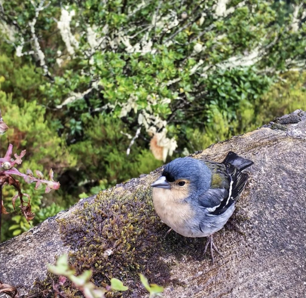 Bird in Madeira