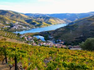 Douro Vineyards