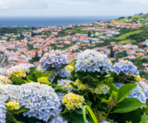 azores islands tour packages